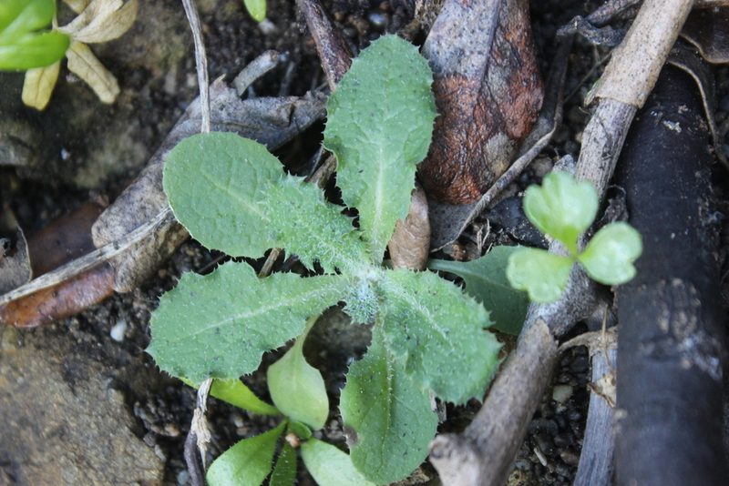 Sonchus kirkii, photographed by Joe Dillon