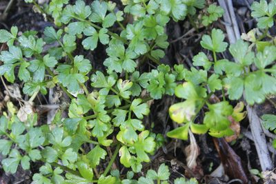Apium prostratum, photographed by Joe Dillon