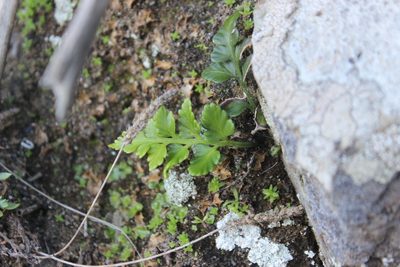 Asplenium appendiculatum, photographed by Joe Dillon