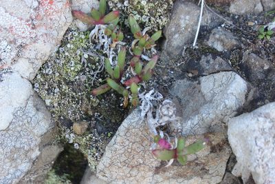 Disphyma australe, photographed by Joe Dillon