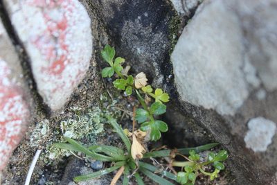 Apium prostratum, photographed by Joe Dillon