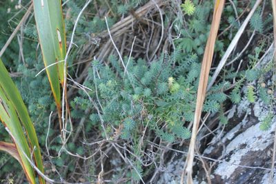 Linum monogynum, photographed by Joe Dillon