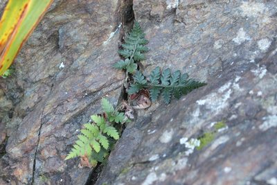 Polystichum oculatum, photographed by Joe Dillon