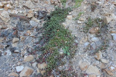 Disphyma australe, photographed by Joe Dillon