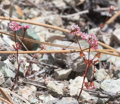 Eriogonum nortonii, photographed by Pinnacles National Park