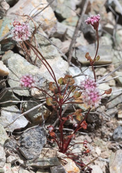 Eriogonum nortonii, photographed by Pinnacles National Park
