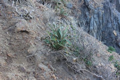 Phormium colensoi, photographed by Joe Dillon