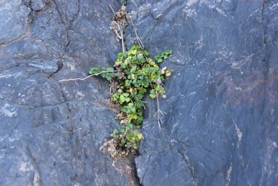 Apium prostratum, photographed by Joe Dillon