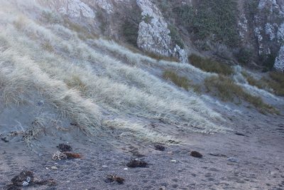 Spinifex sericeus, photographed by Joe Dillon