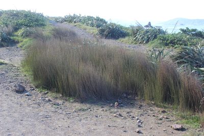 Apodasmia similis, photographed by Joe Dillon