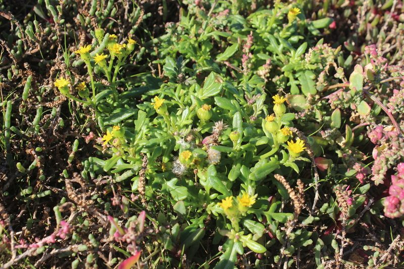 Senecio lautus, photographed by Joe Dillon