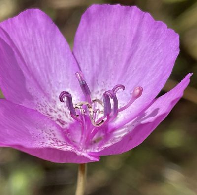 Clarkia lewisii, photographed by Irene