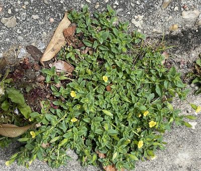 Mecardonia procumbens, photographed by Jesse Rorabaugh