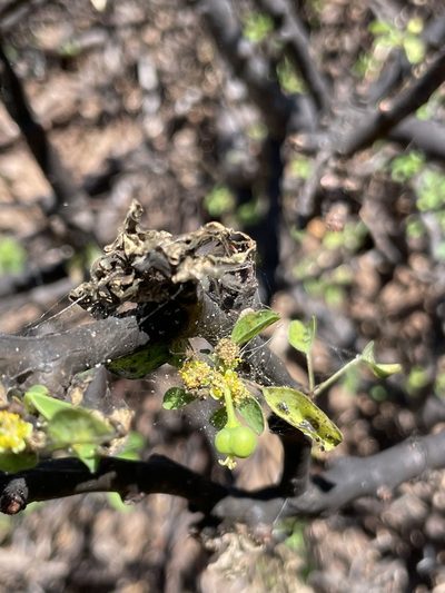 Euphorbia californica, photographed by Sula Vanderplank