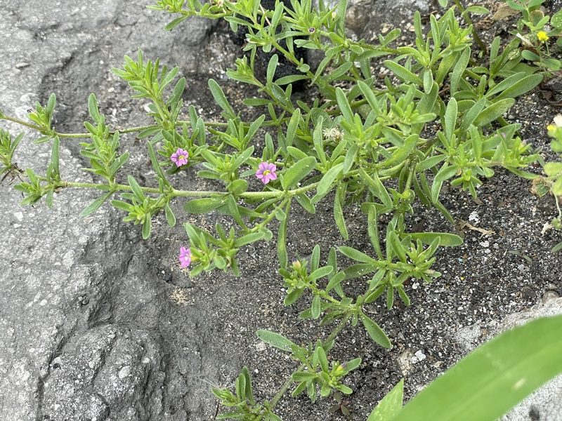 Calibrachoa parviflora, photographed by Jesse Rorabaugh