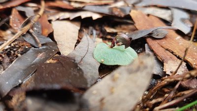 Corybas aconitiflorus, photographed by Sofia Zvolanek