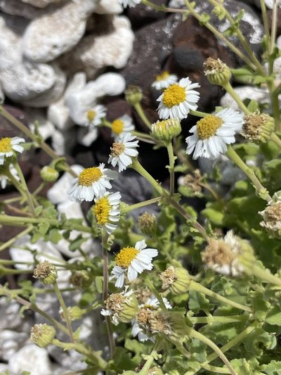 Perityle socorrosensis, photographed by Sula Vanderplank
