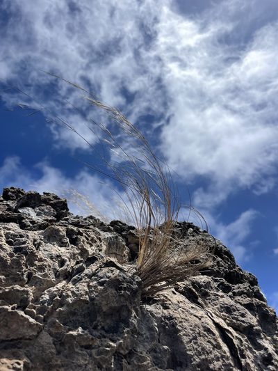 Aristida tenuifolia, photographed by Sula Vanderplank