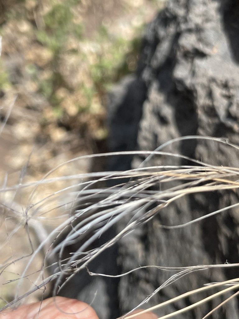 Aristida tenuifolia, photographed by Sula Vanderplank