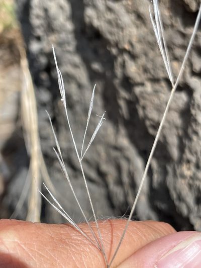 Aristida tenuifolia, photographed by Sula Vanderplank