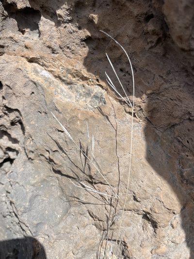 Aristida tenuifolia, photographed by Sula Vanderplank