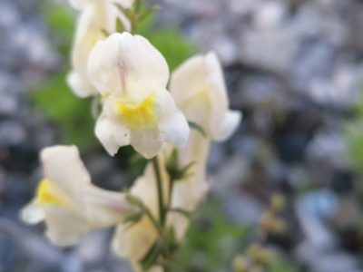 Antirrhinum siculum, photographed by S.R.