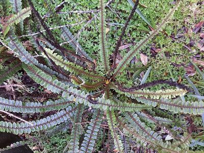 Cranfillia fluviatilis, photographed by Emily Roberts