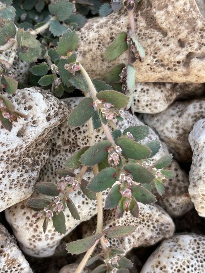Euphorbia dioeca, photographed by Sula Vanderplank