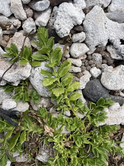 Teucrium townsendii, photographed by Sula Vanderplank