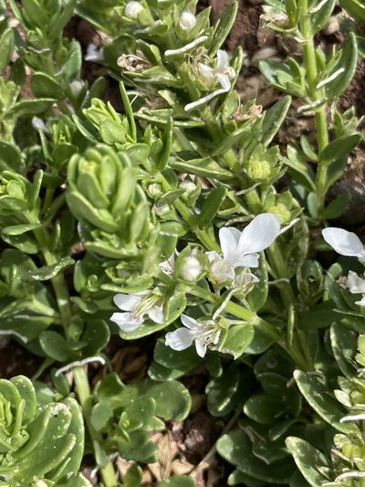 Teucrium townsendii, photographed by Sula Vanderplank