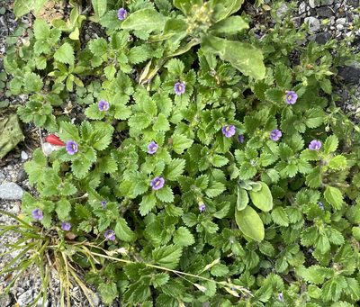 Stemodia verticillata, photographed by Jesse Rorabaugh