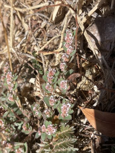 Euphorbia dioeca, photographed by Sula Vanderplank