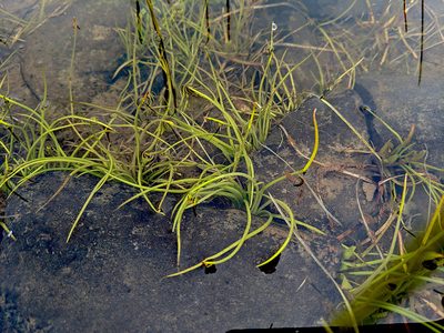 Isoetes howellii, photographed by Timothy McNitt
