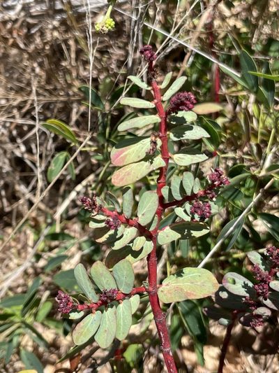 Euphorbia anthonyi, photographed by Sula Vanderplank