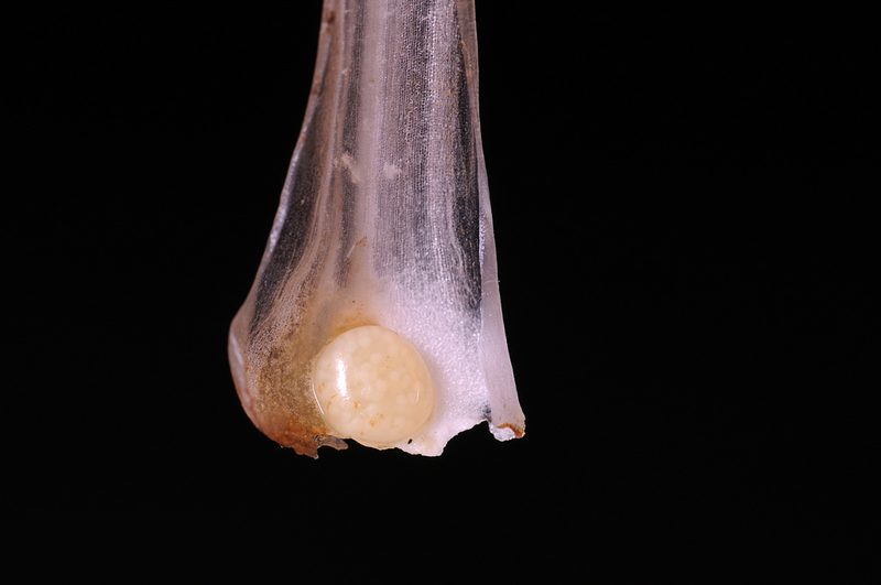 Isoetes howellii, photographed by Timothy McNitt