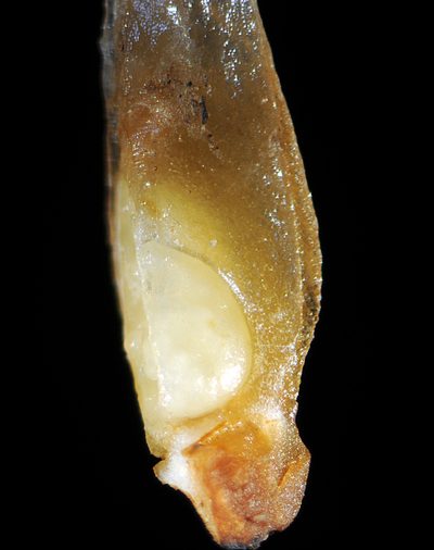 Isoetes howellii, photographed by Timothy McNitt