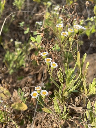 Erigeron socorrensis, photographed by Sula Vanderplank