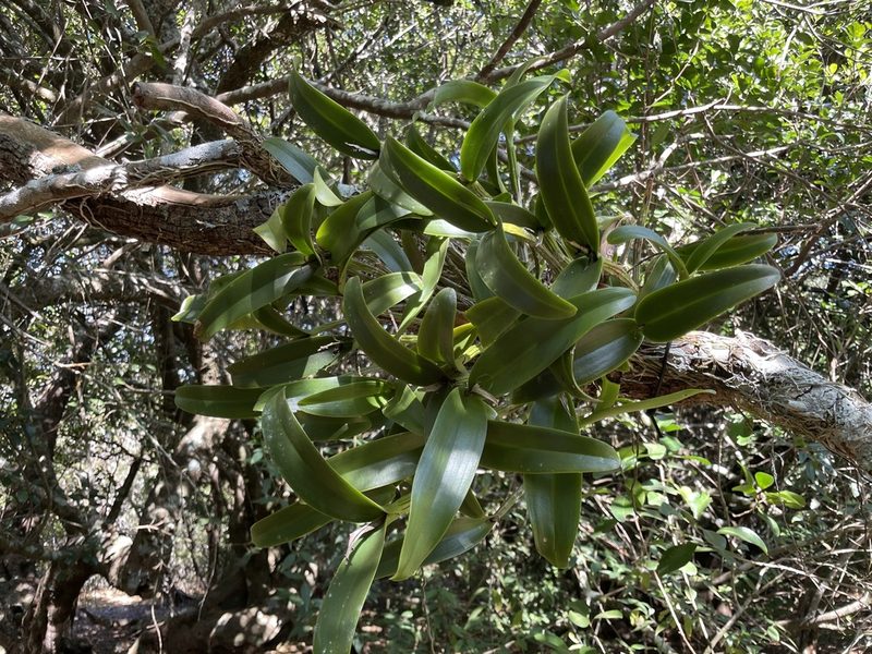 Guarianthe aurantiaca, photographed by Sula Vanderplank