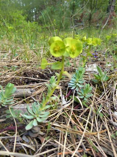 Euphorbia saxatilis, photographed by Michael Andresek
