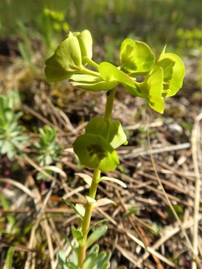 Euphorbia saxatilis, photographed by Michael Andresek