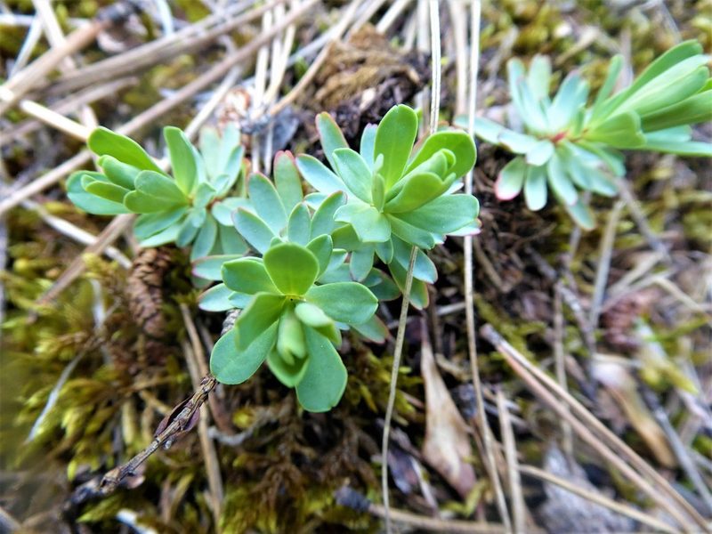 Euphorbia saxatilis, photographed by Michael Andresek