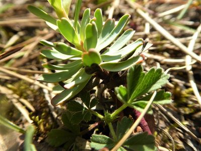 Euphorbia saxatilis, photographed by Michael Andresek