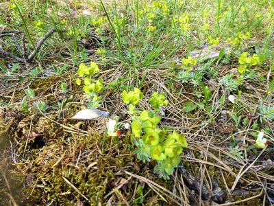 Euphorbia saxatilis, photographed by Michael Andresek
