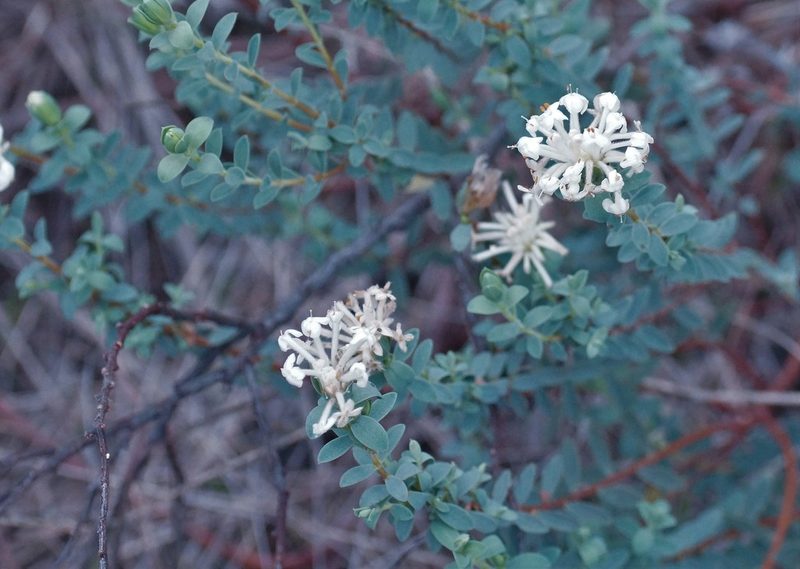 Pimelea glauca, photographed by Rod Lowther