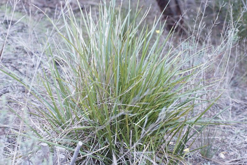 Dianella brevicaulis, photographed by Rod Lowther