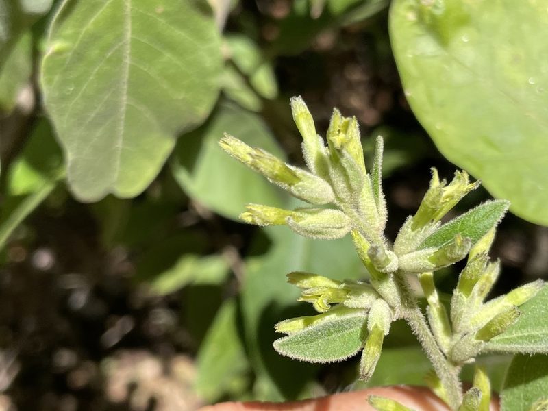 Cestrum pacificum, photographed by Sula Vanderplank