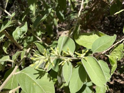 Cestrum pacificum, photographed by Sula Vanderplank