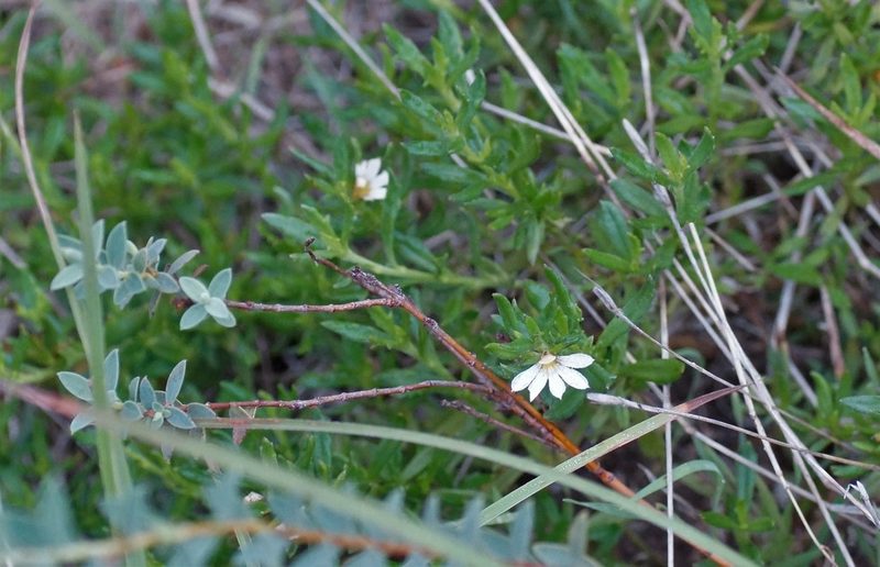 Scaevola albida, photographed by Rod Lowther