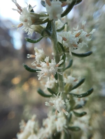 Olearia tubuliflora, photographed by spacegecko
