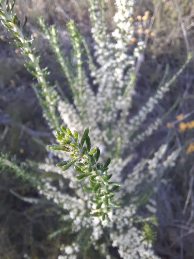 Olearia tubuliflora, photographed by spacegecko